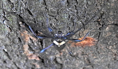 Paramombasius pubicollis