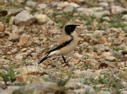 Desert Wheatear (Oenanthe deserti), photo 7