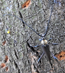 Paramombasius pubicollis