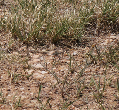 Dromogomphus spoliatus