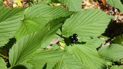 Rhodotypos scandens