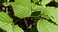 Rhodotypos scandens