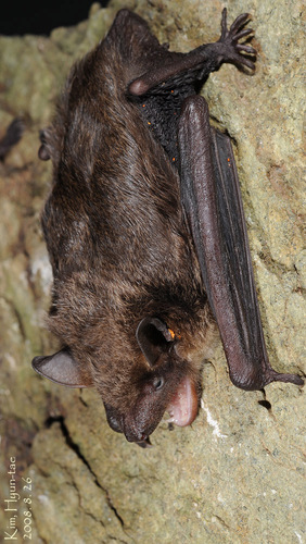 Cnephaeus pachyomus