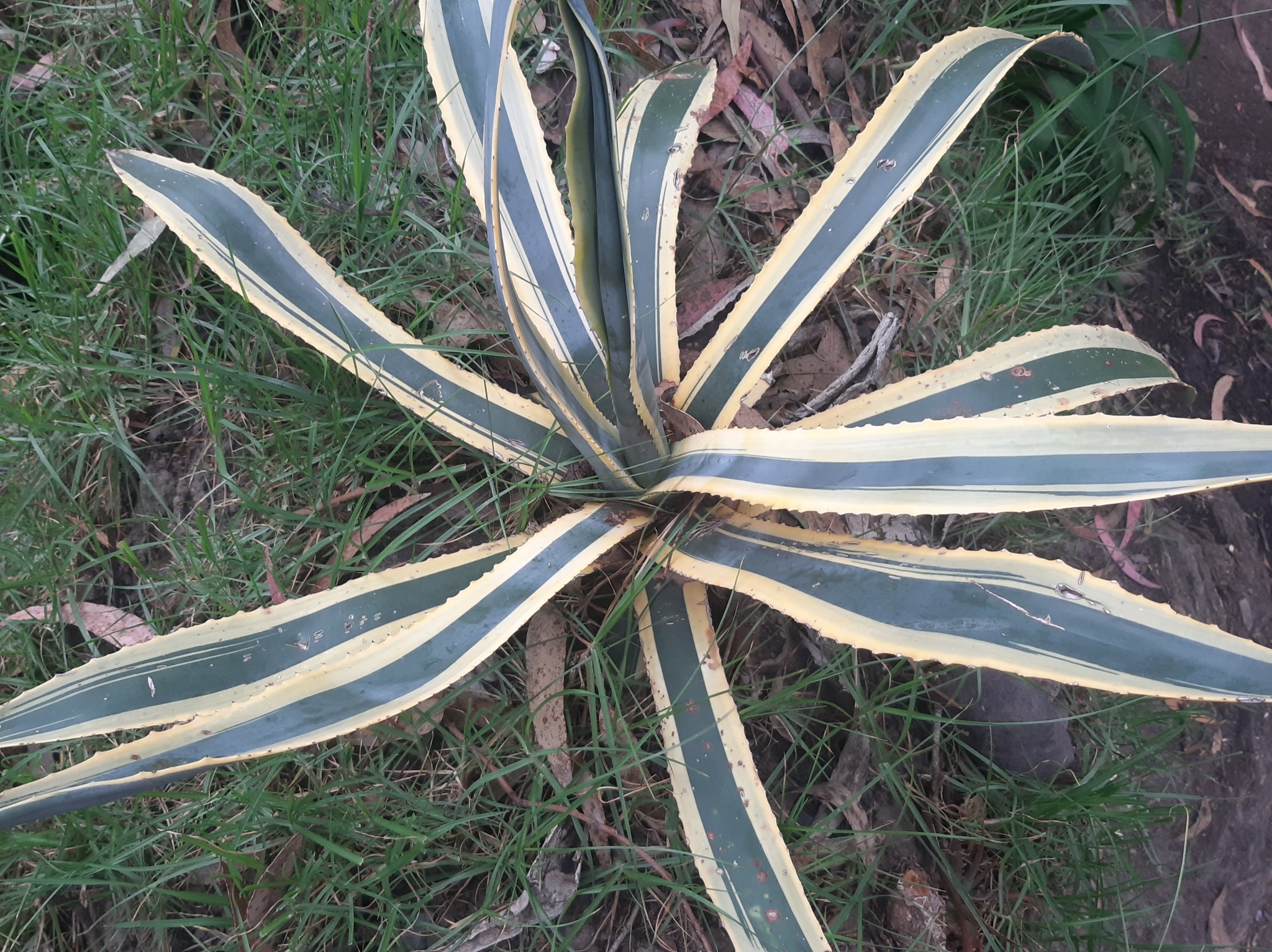 Agave americana image