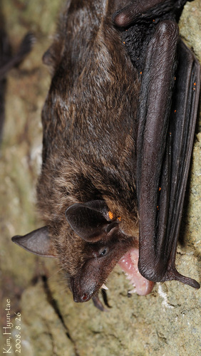 Mouse-like Serotine