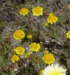 Chaenactis glabriuscula