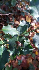 Pinthaeus sanguinipes