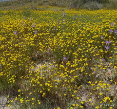 Chaenactis glabriuscula