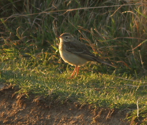 Bisbita estepario (Anthus godlewskii)