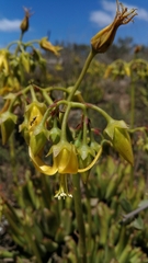Cotyledon campanulata