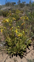 Cotyledon campanulata