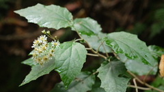 Pericallis appendiculata image