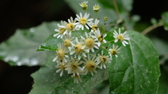 Pericallis appendiculata image