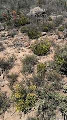 Cotyledon campanulata