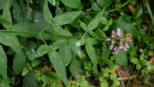 Cedronella canariensis image