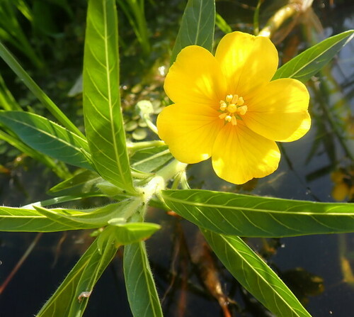 Image of Ludwigia hexapetala by (c) mfeaver, some rights reserved (CC BY)