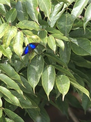 Doxocopa clothilda