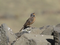 Emberiza tahapisi