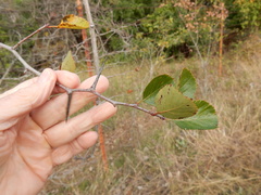 Crataegus reverchonii