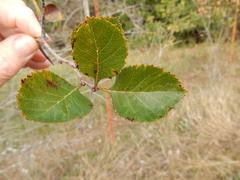 Crataegus reverchonii