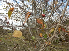 Crataegus reverchonii