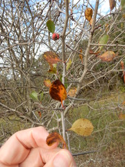 Crataegus reverchonii