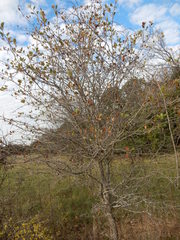 Crataegus reverchonii