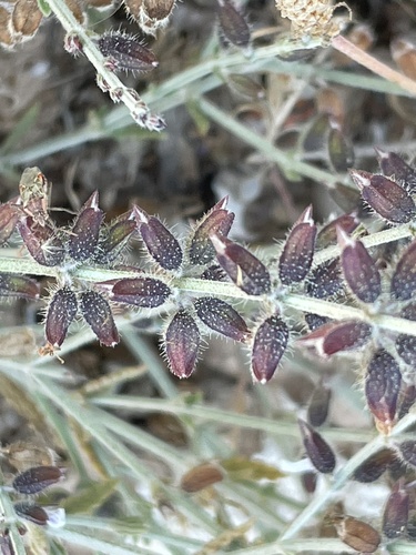 Salvia aegyptiaca image