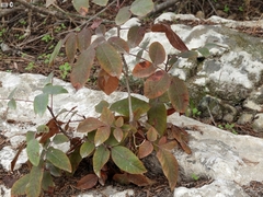 Pistacia terebinthus palaestina