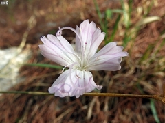 Dianthus strictus