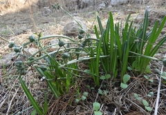 Vagaria parviflora