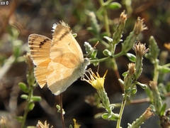 Colotis fausta
