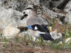Garrulus glandarius atricapillus