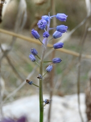 Muscari parviflorum
