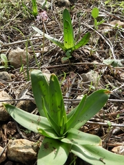Scilla hyacinthoides