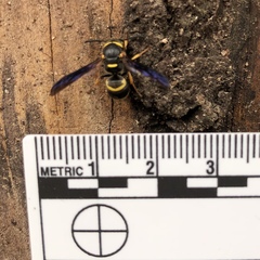 Euodynerus foraminatus