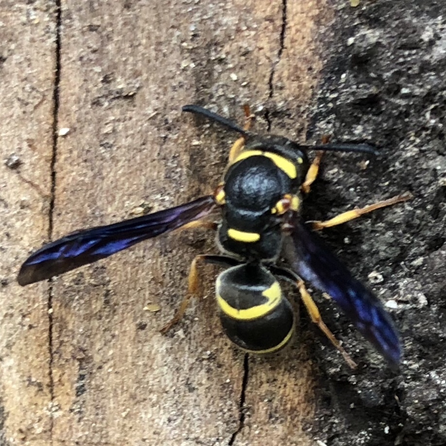 Pitted Mason Wasp