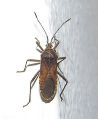 Anasa trilineata