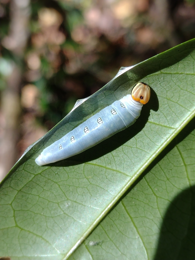 Bungalotis quadratum