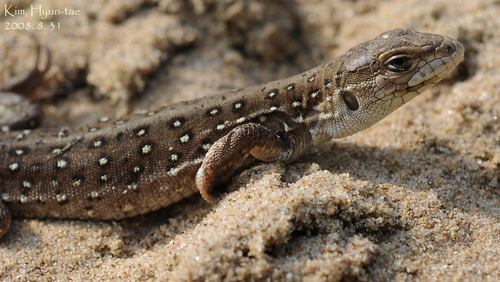 Mongolia Racerunner, Eremias argus