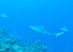 Carcharhinus perezii