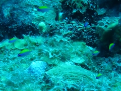 Chromis insolata