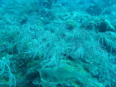 Antillogorgia bipinnata