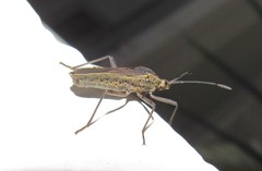 Anasa trilineata