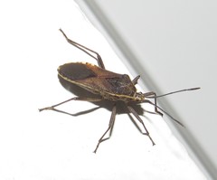 Anasa trilineata