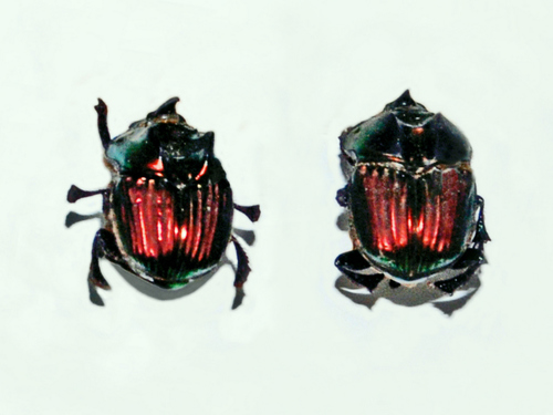 Dung Digger (Phanaeus demon) · iNaturalist