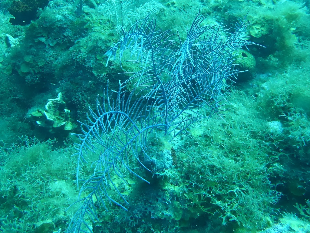 Bipinnate Sea Plume