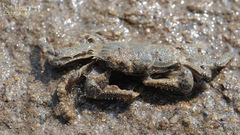 Macrophthalmus japonicus