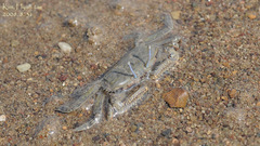 Macrophthalmus japonicus