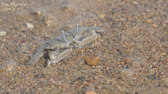 Macrophthalmus japonicus